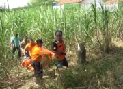 Polisi Selidiki Temuan Kerangka Tengkorak Manusia di Lahan Tebu Petani Kudus