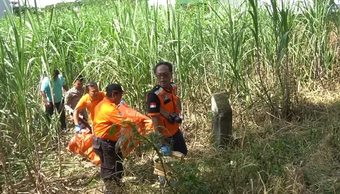 Kerangka Tengkorak Manusia Ditemukan di Lahan Tebu Kudus, Polisi Lakukan Penyelidikan