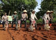 Dukung Pertanian, Kapolres Sukoharjo Tanam Jagung Tumpangsari di Polokarto