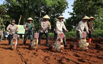 Polres Sukoharjo Kembangkan Pertanian, Kapolres Tanam Jagung Di Polokarto