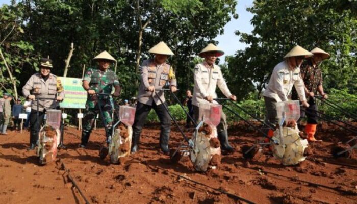 Kapolres Sukoharjo Ikut Tanam Jagung Tumpangsari dalam Program Ketahanan Pangan