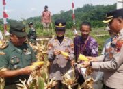 Polresta Banyumas Berkontribusi Untuk Ketahanan Pangan Lewat Panen Raya Jagung