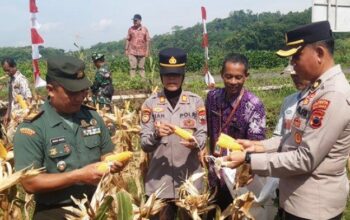 Polresta Banyumas Berkontribusi Untuk Ketahanan Pangan Lewat Panen Raya Jagung