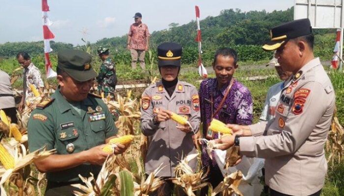 Panen Raya Jagung 15 Hektar, Polresta Banyumas Perkuat Ketahanan Pangan