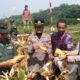 Polresta Banyumas Berkontribusi Untuk Ketahanan Pangan Lewat Panen Raya Jagung