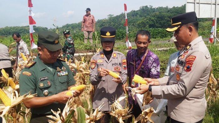 Polresta Banyumas Berkontribusi Untuk Ketahanan Pangan Lewat Panen Raya Jagung