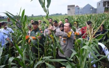 Polresta Malang Kota Ajak Mahasiswa Panen Raya, Dorong Produktivitas Pertanian