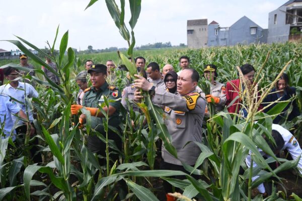 Polresta Malang Kota Ajak Mahasiswa Panen Raya, Dorong Produktivitas Pertanian