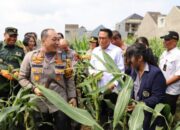 Polresta Malang Kota Panen Raya Jagung Serentak, Wujud Nyata Dukung Ketahanan Pangan