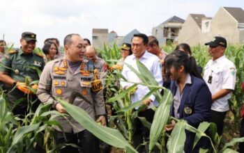 Polresta Malang Kota Dorong Ketahanan Pangan, Ajak Mahasiswa Panen Raya