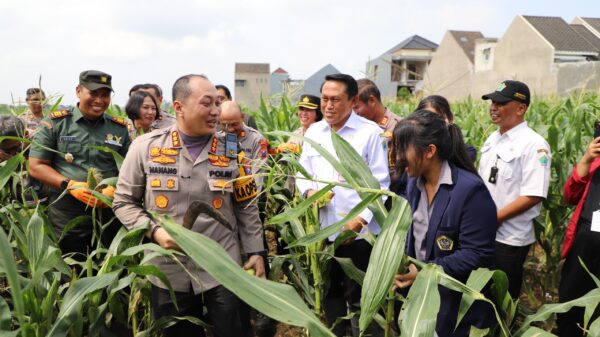 Polresta Malang Kota Dorong Ketahanan Pangan, Ajak Mahasiswa Panen Raya