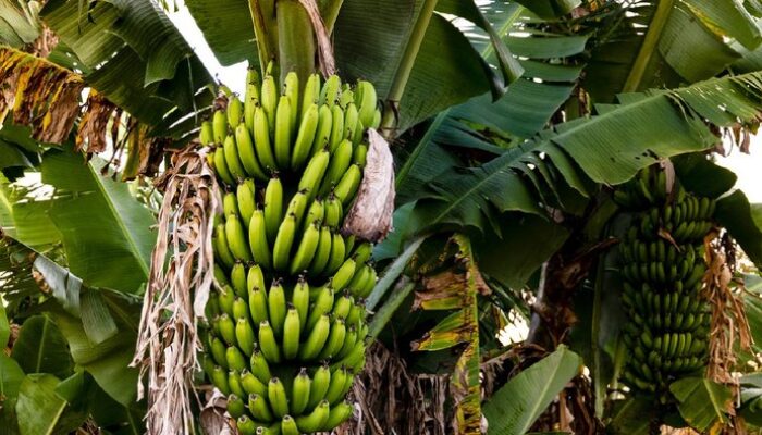 Remaja Pati Nekat Curi Pisang demi Adik, Begini Nasibnya Setelah Diarak