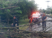 Ruas Jalan Tertutup Pohon Tumbang, BPBD Lamandau Lakukan Evakuasi