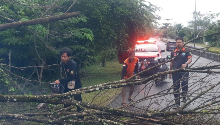 BPBD Lamandau Tangani Pohon Tumbang di Jalan Pascahujan Lebat