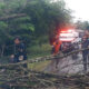 Respons Cepat Bpbd Lamandau, Pohon Tumbang Di Ruas Jalan Dibersihkan