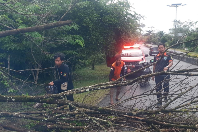 Respons Cepat Bpbd Lamandau, Pohon Tumbang Di Ruas Jalan Dibersihkan