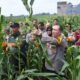 Sinergi Dengan Mahasiswa, Polresta Malang Kota Panen Raya Jagung