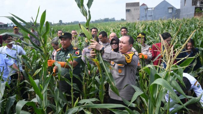 Sinergi Dengan Mahasiswa, Polresta Malang Kota Panen Raya Jagung