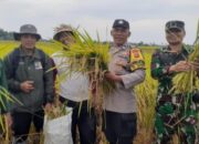 Sinergi Dengan Petani, Bhabinkamtibmas Desa Pergung Kawal Ubinan Padi