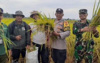 Sinergi Dengan Petani, Bhabinkamtibmas Desa Pergung Kawal Ubinan Padi