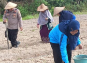 Swasembada Pangan Di Lamandau, Pertumbuhan Jagung Jadi Perhatian Utama