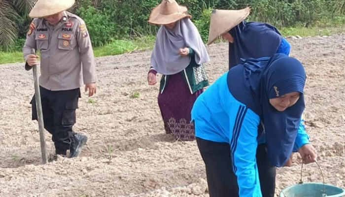 Lamandau Fokus Swasembada Pangan, Pertumbuhan Jagung Terus Dimonitor