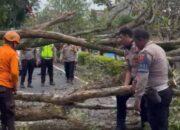 Tanggap Darurat, Polres Grobogan Bersama Bpbd Bersihkan Pohon Tumbang