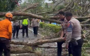 Tanggap Darurat, Polres Grobogan Bersama Bpbd Bersihkan Pohon Tumbang