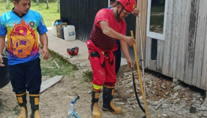 Warga Geger! Ular Cobra Masuk Rumah, Begini Proses Evakuasinya