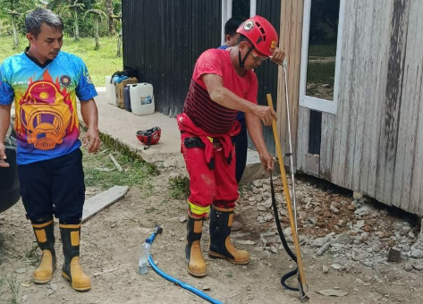 Warga Gempar! Proses Evakuasi Ular Cobra Dari Rumah Berlangsung Dramatis