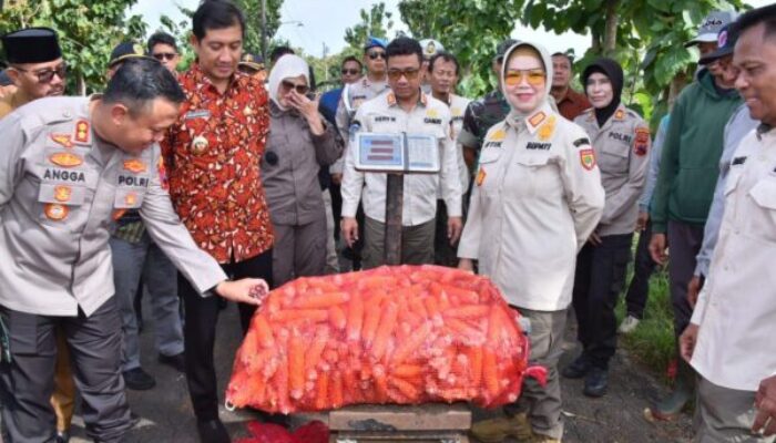 Polres Sukoharjo dan Forkopimda Panen Jagung di Polokarto, Capai 5 Ton per Hektare