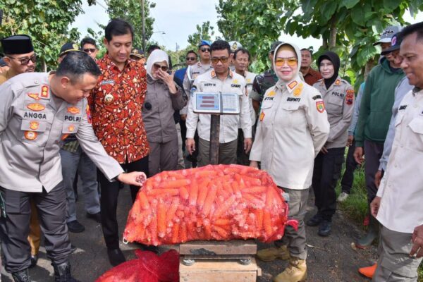 Dukung ketahanan pangan, polres sukoharjo dan forkopimda panen jagung 5