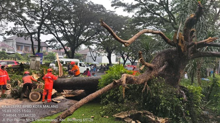 Hujan deras, pohon tumbang di malang timpa biker hingga dilarikan