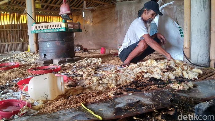 Kebakaran hebat di klaten, 4.000 ayam jadi korban