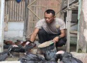 Lewat peternakan ayam bangkok, bripka iwanto dukung ketahanan pangan