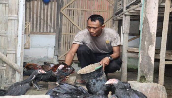 Bripka Iwanto, Anggota Polri yang Berkontribusi pada Ketahanan Pangan lewat Peternakan Ayam Bangkok