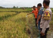 Misteri pria meninggal di sawah grobogan, keluarga enggan lakukan autopsi