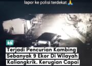 Viral, 8 Kambing di Kaliangkrik Magelang Dicuri Pakai Mobil