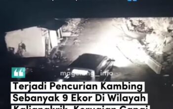 Pencurian 8 kambing pakai mobil di kaliangkrik magelang jadi sorotan