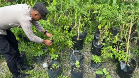 Strategi lamandau atasi inflasi, pekarangan disulap jadi sumber pangan