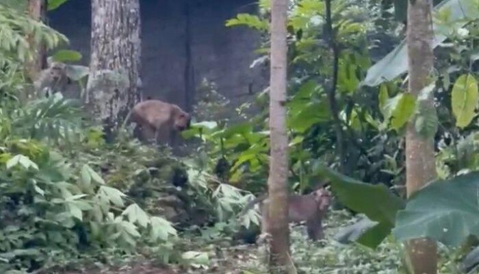 Habitat Terganggu? Kera Ekor Panjang Serbu Permukiman Warga Gedong Semarang